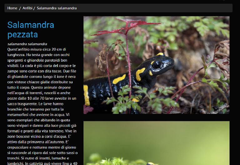 Scheda per ogni specie