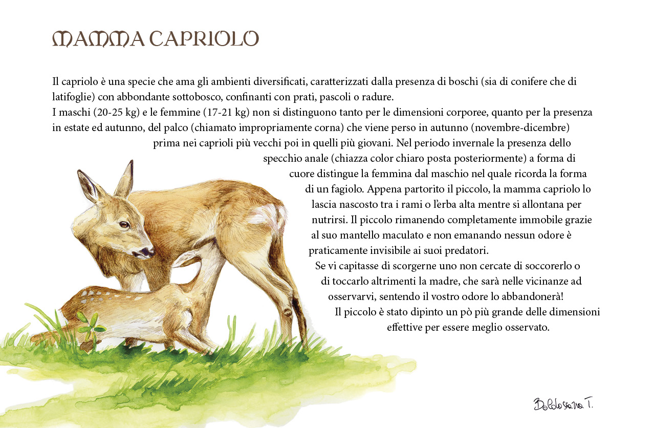 Immagine del progetto