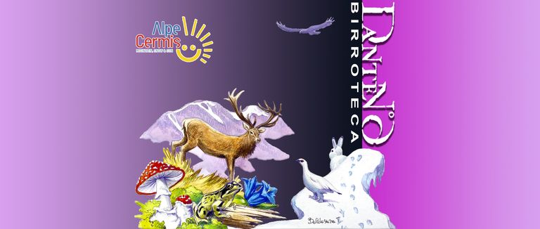 Concept lattina Cermis